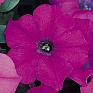 Петуния ампельная гибридная (Petunia х hybrida)