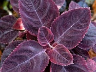 Колеус Блюме (Mezmerize)