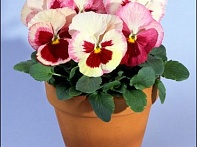 Виола Виттрока