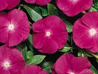 Катарантус розовый (Heatwave)