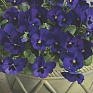 Виола Виттрока ампельная (Viola wittrockiana)