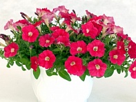 Петуния ампельная гибридная (Pendolino F1)