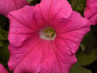 Петуния крупноцветковая (Supercascade F1)