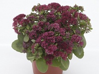 Седум обыкновенный (Surrender)