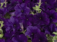 Петуния многоцветковая (Celebrity F1)