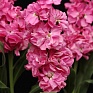 Левкой седой (Matthiola incana) Левкой седой (Matthiola incana)