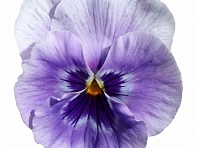 Виола Виттрока (Colossus F1)