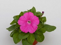 Петуния многоцветковая (генетически компактная) (Espresso F1)