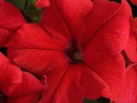 Петуния крупноцветковая (Supercascade F1)