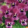 Виола рогатая (Viola cornuta)