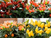 Перец летний (Samba)