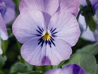 Виола рогатая (Endurio F1)