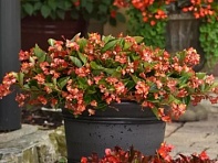 Бегония гибридная ампельная (зеленая листва) (Hula F1)