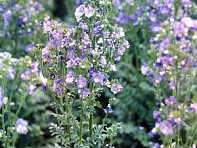 Синюха голубая ()