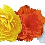 Бегония клубневая махровая ампельная (Begonia tuberhybrida)