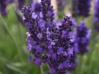 Лаванда узколистная (Blue Spear)