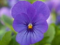 Виола рогатая (Bel Viso F1) Виола рогатая (Bel Viso F1)