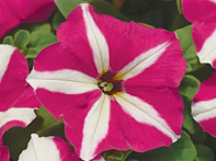 Петуния многоцветковая Петуния многоцветковая