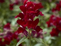 Львиный зев (Антирринум) большой (Snaptini F1)