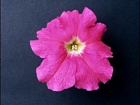 Петуния крупноцветковая (Donna F1)