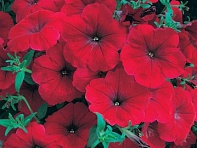 Петуния многоцветковая (Horizon F1)