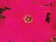 Петуния крупноцветковая (Dreams F1)