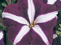 Петуния многоцветковая Петуния многоцветковая