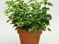 Душица обыкновенная (Oregano)