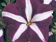 Петуния многоцветковая (Carpet F1)