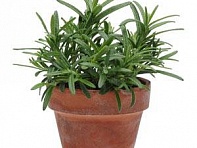 Розмарин лекарственный (Rosemary)