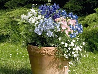 Дельфиниум крупноцветковый (Summer)