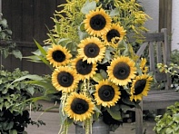 Подсолнечник летний (Solara F1) Подсолнечник летний (Solara F1)