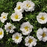 Портулак крупноцветковый (Portulaca grandiflora)