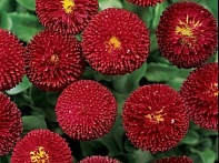 Маргаритка многолетняя