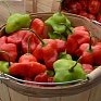 Перец ягодный (Capsicum baccatum)