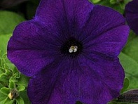 Петуния многоцветковая (генетически компактная) (Lo Rider F1)