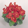 Бегония вечноцветущая (зеленая листва) (Begonia semperflorens)