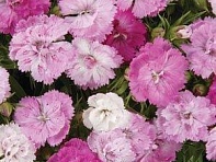 Гвоздика турецкая (Dynasty F1)