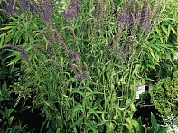 Вероника колосистая