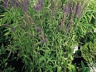 Вероника колосистая ()