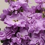 Левкой седой (Matthiola incana) Левкой седой (Matthiola incana)