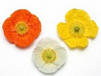 Мак голостебельный (Champagne Bubbles F1)