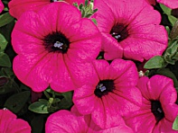 Петуния ампельная гибридная (Velvet F1)