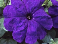 Петуния многоцветковая (Lambada F1)