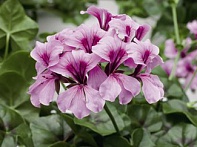 Пеларгония плющелистная ампельная