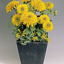Рудбекия волосистая (Rudbeckia hirta)
