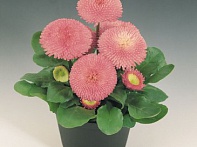 Маргаритка многолетняя