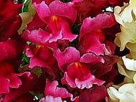 Львиный зев (Антирринум) большой (Liberty Classic F1)