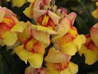 Львиный зев (Антирринум) большой (Snapshot F1)