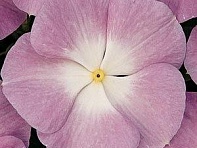 Катарантус розовый (Titan F1)